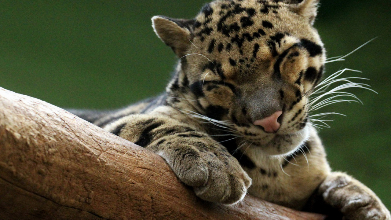 Дымчатый леопард на дереве