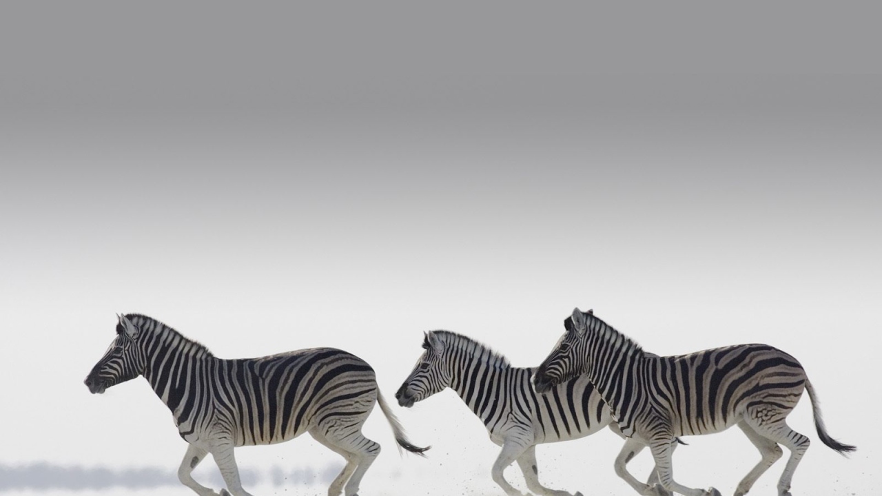 Полосатые зебры