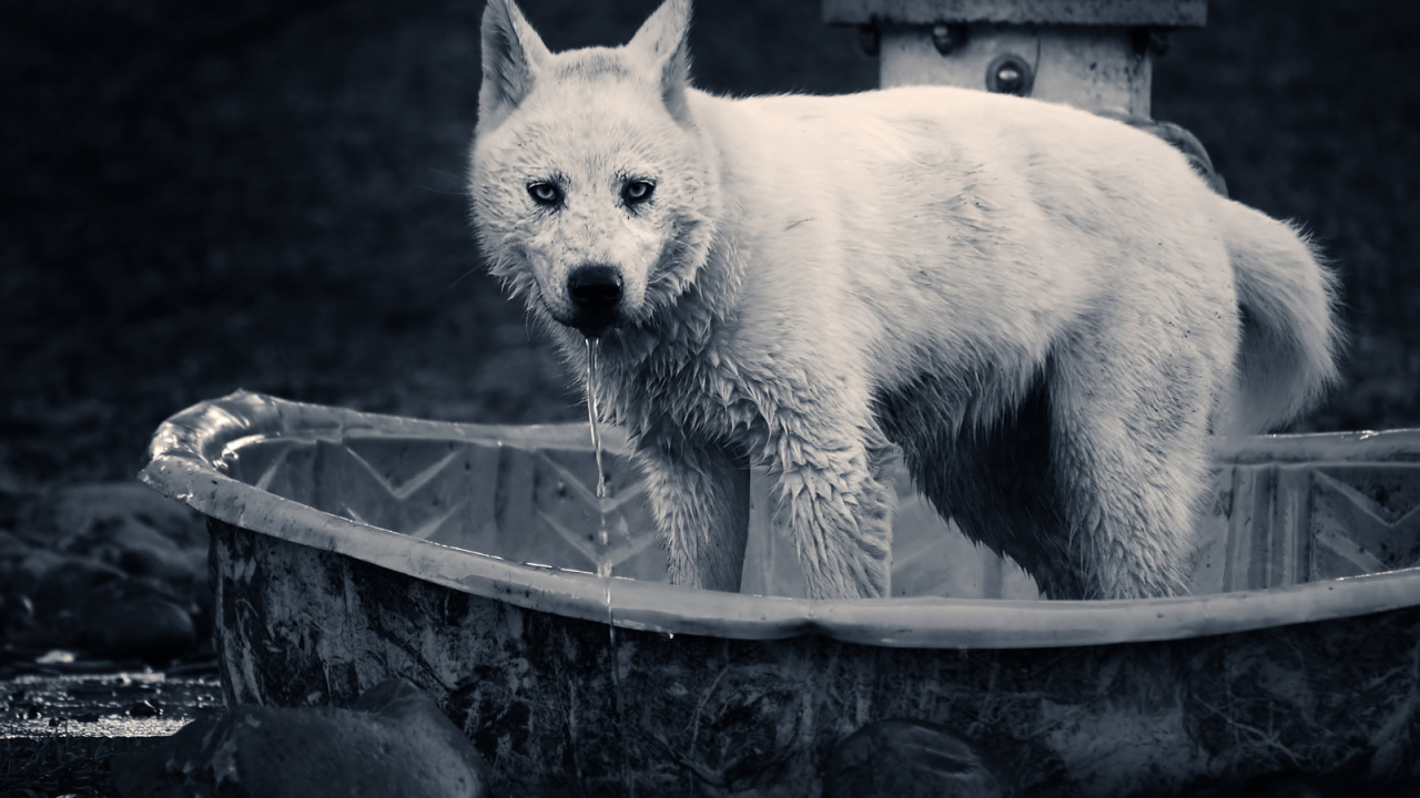 Волк в ванной