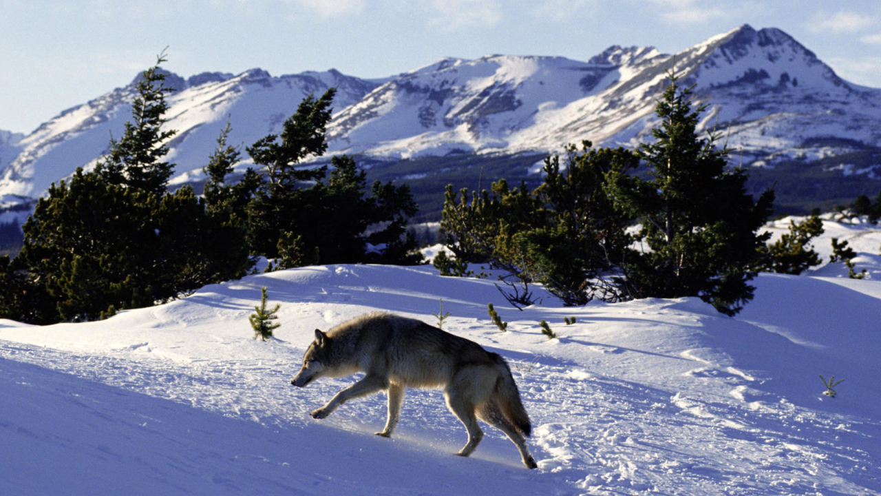 Волк идет по следу