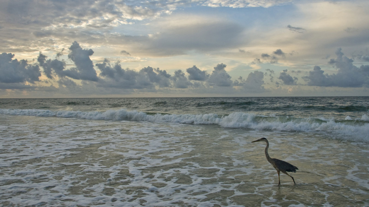 Птица на берегу
