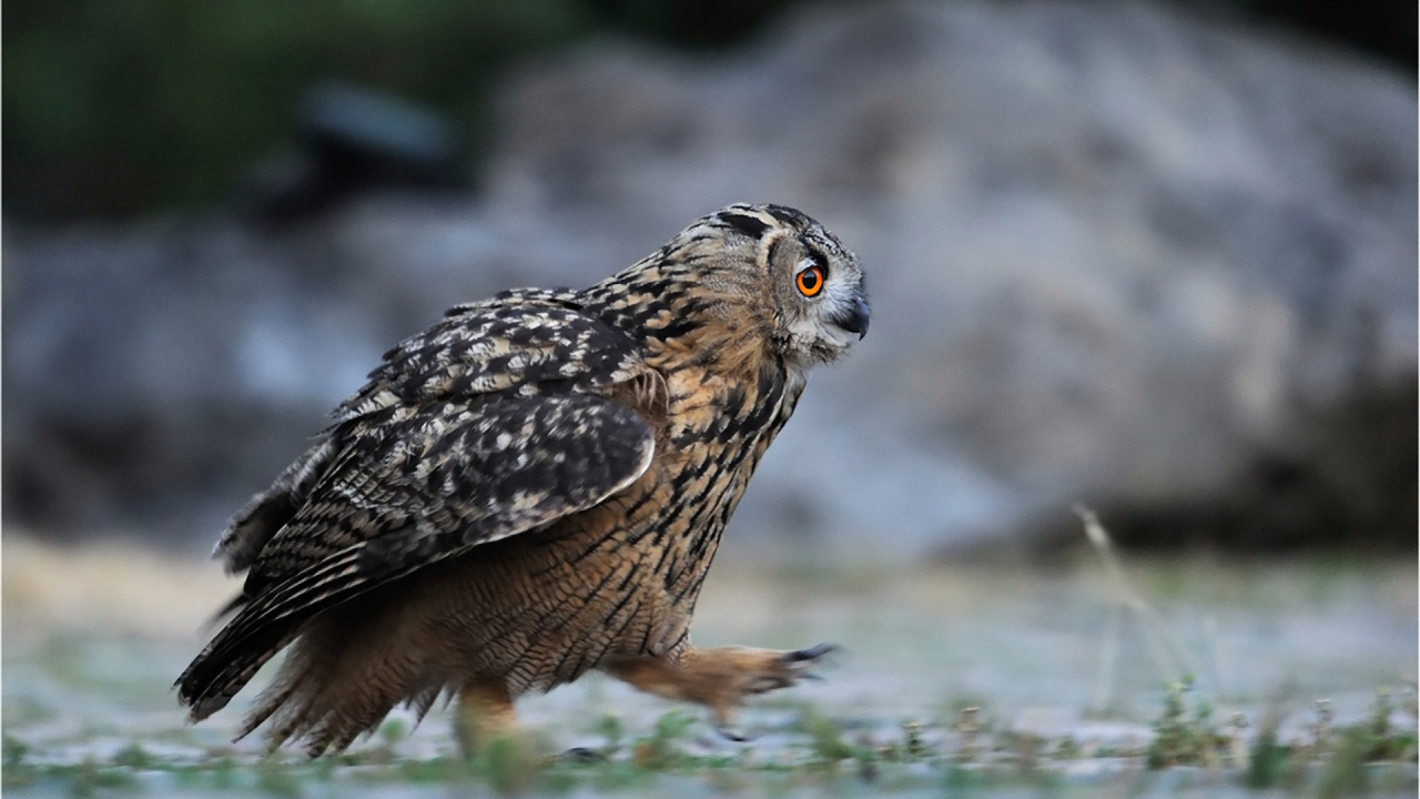 Идущая сова