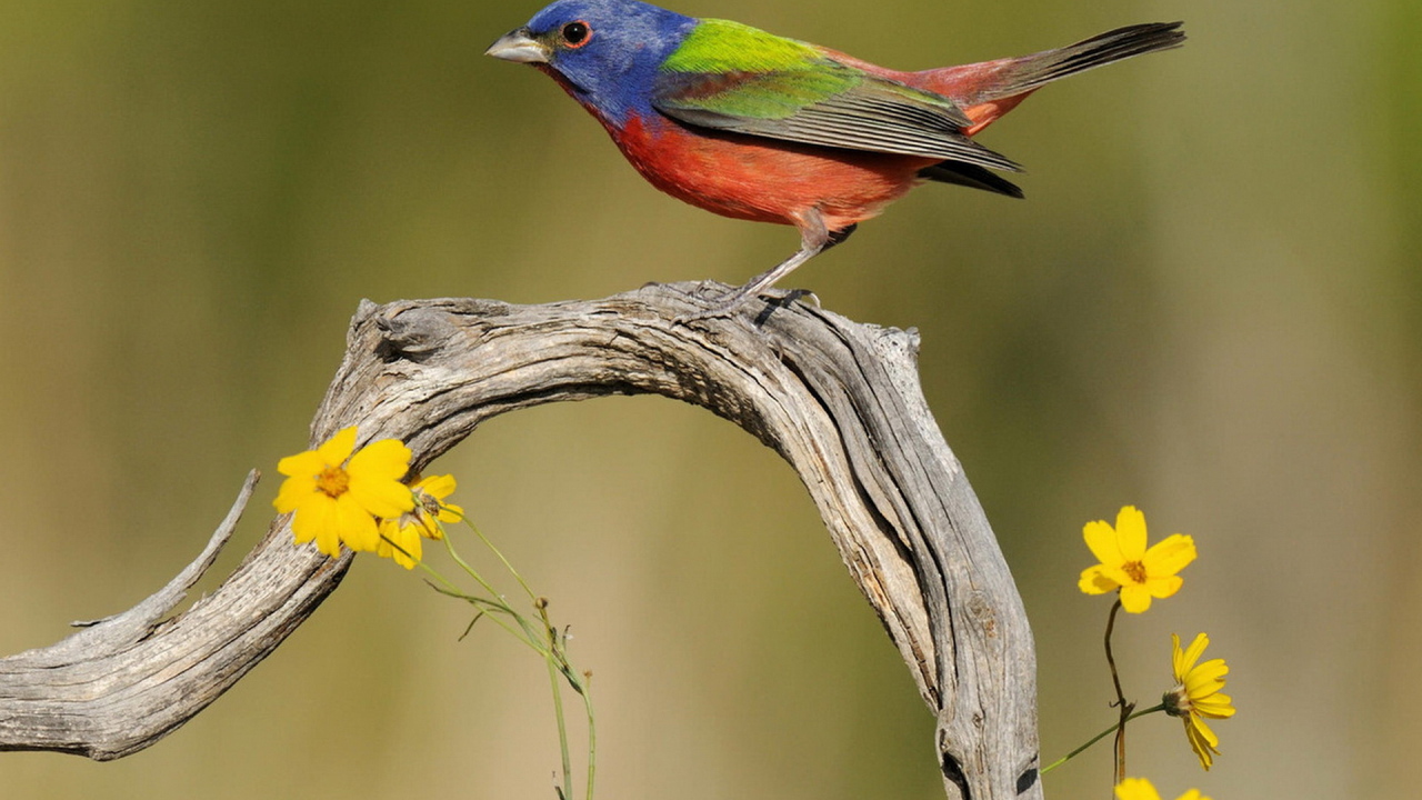 Пестрая овсянка