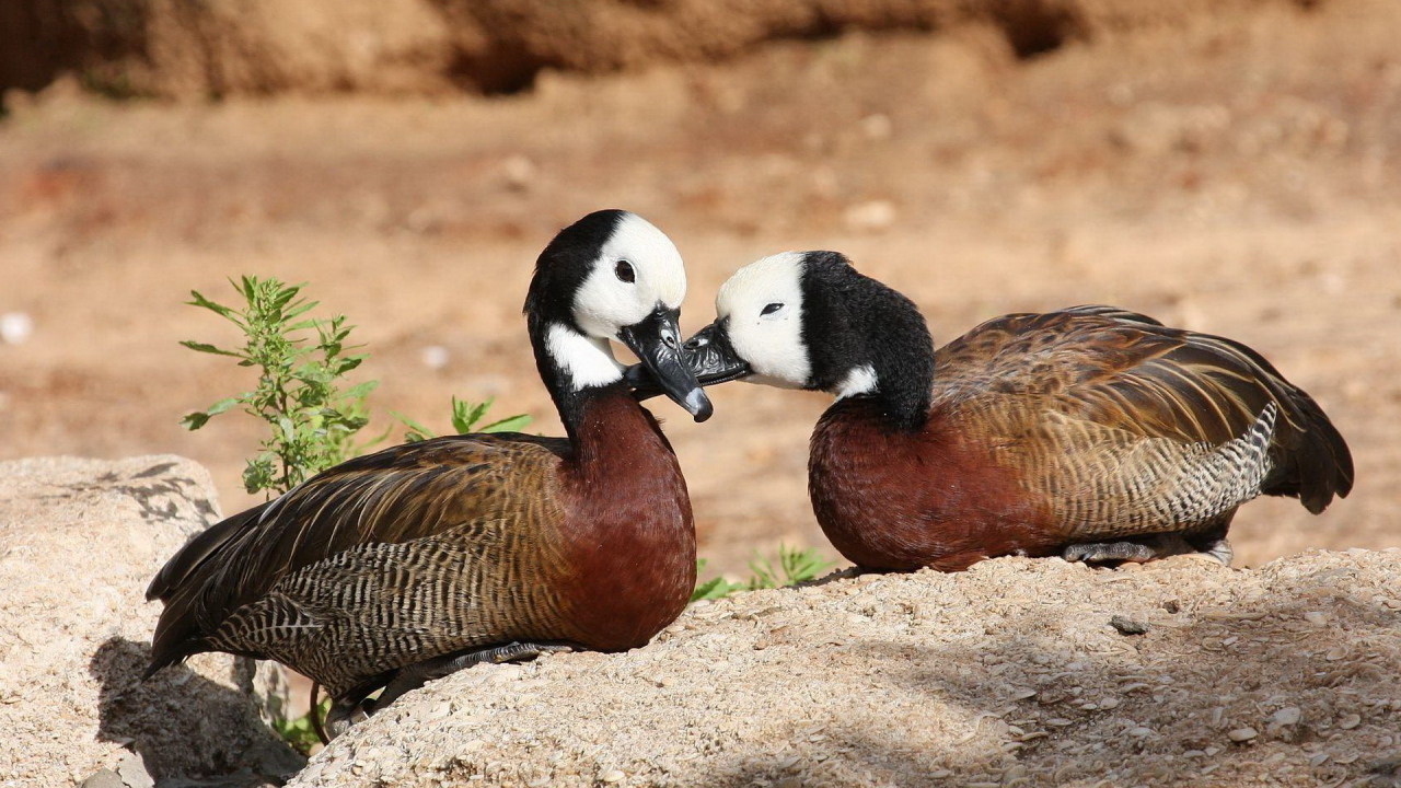 Парочка диких уток