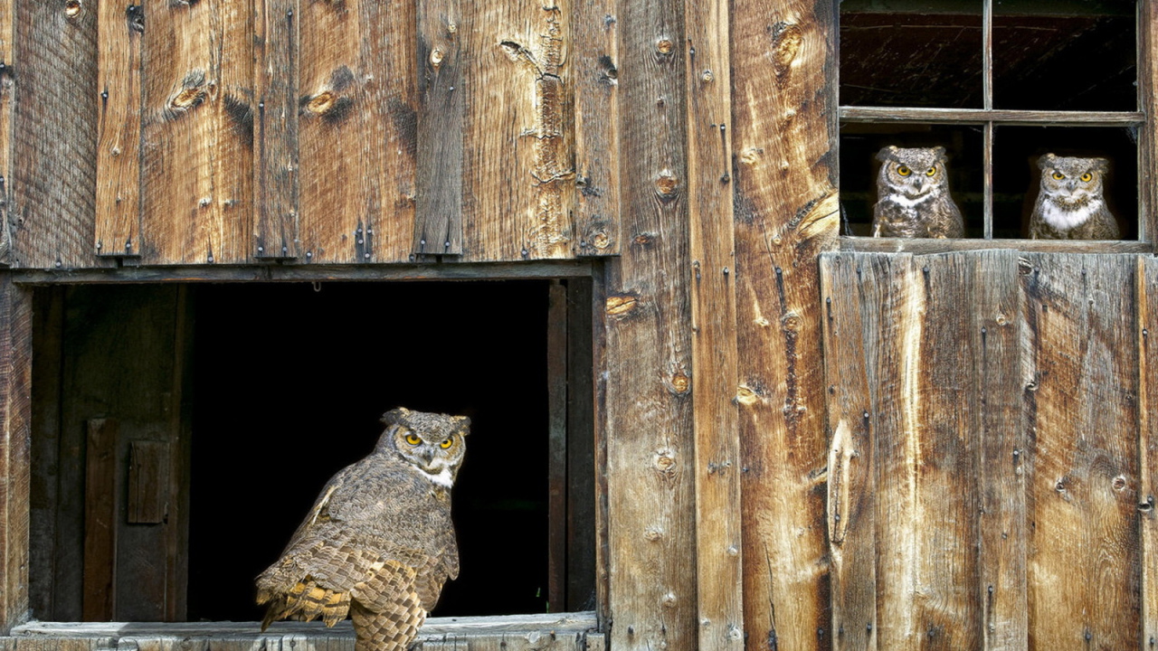 Собрание Сов