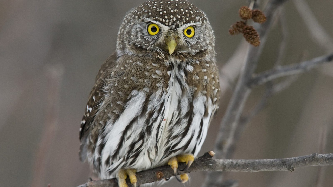 Прикольная сова