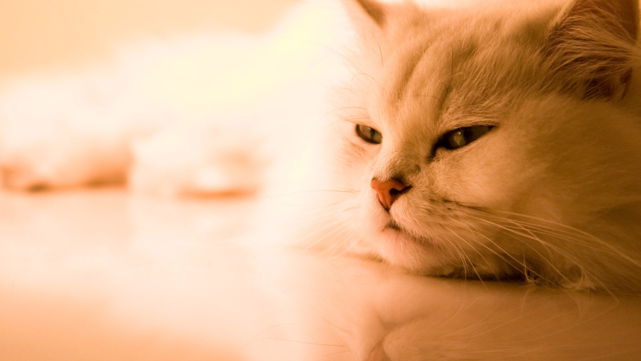 Красивая кошка