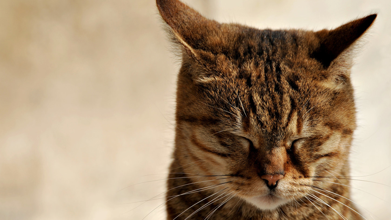 Зажмурившийся кот