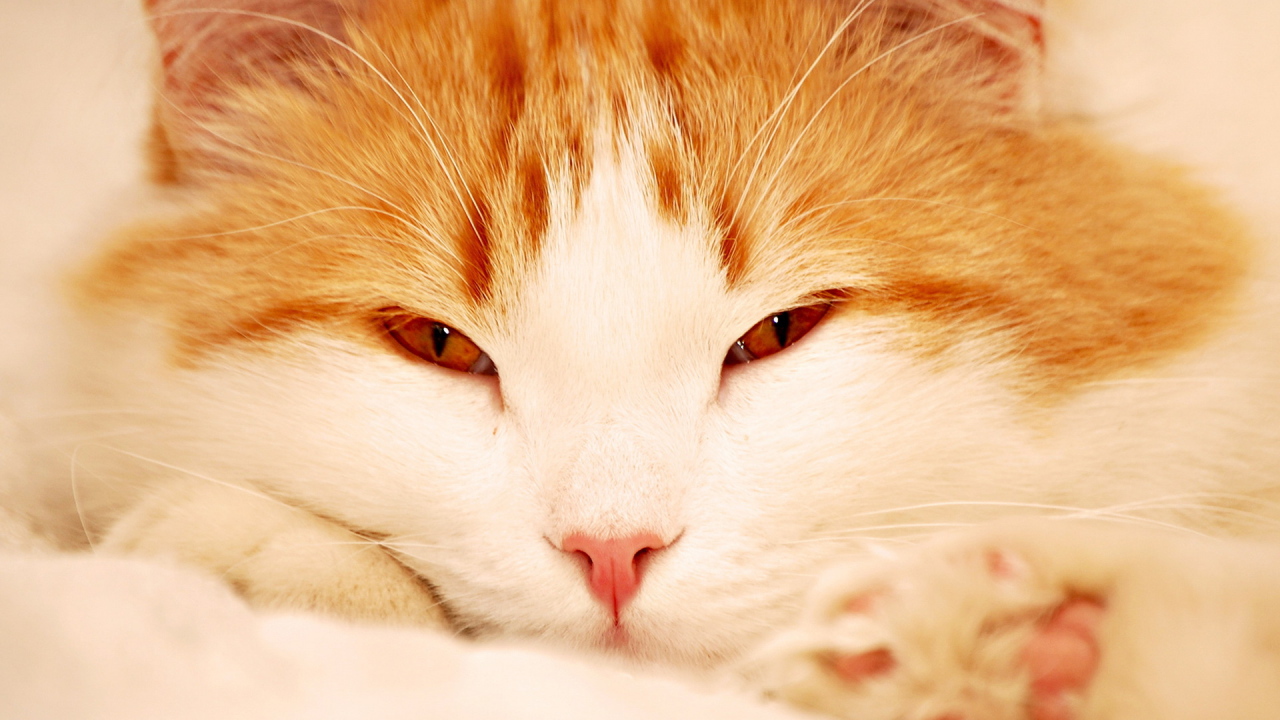 Кошачья мордашка