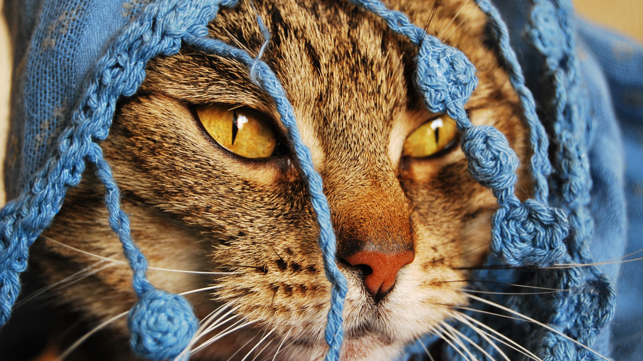 Кошка в кофточке