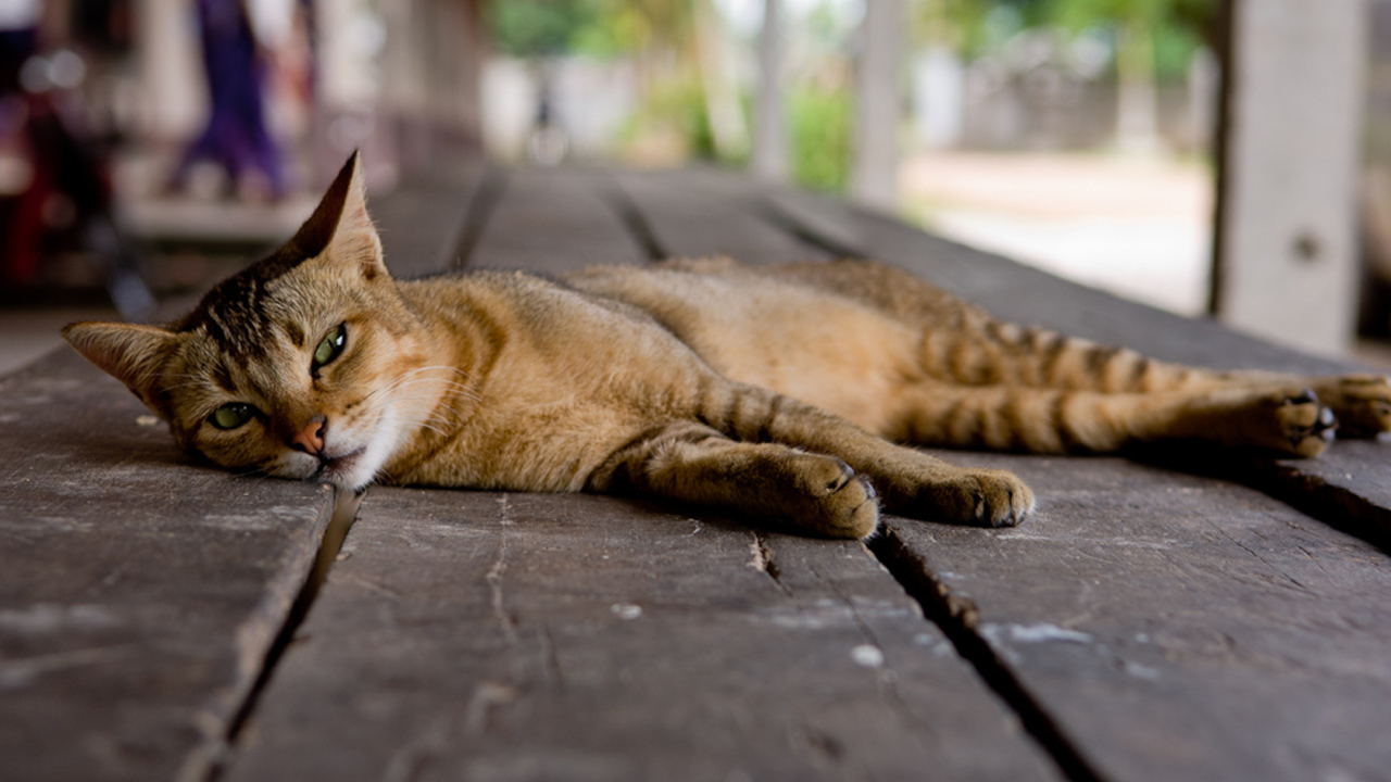 Кошка на полу