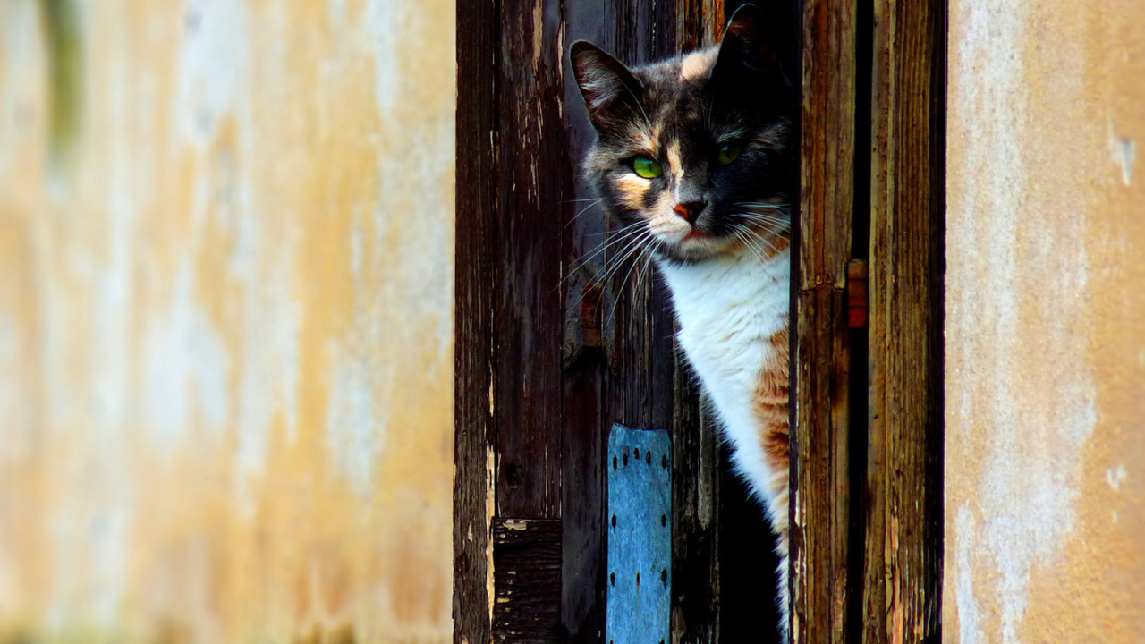 Кошка выглыдывающая из двери