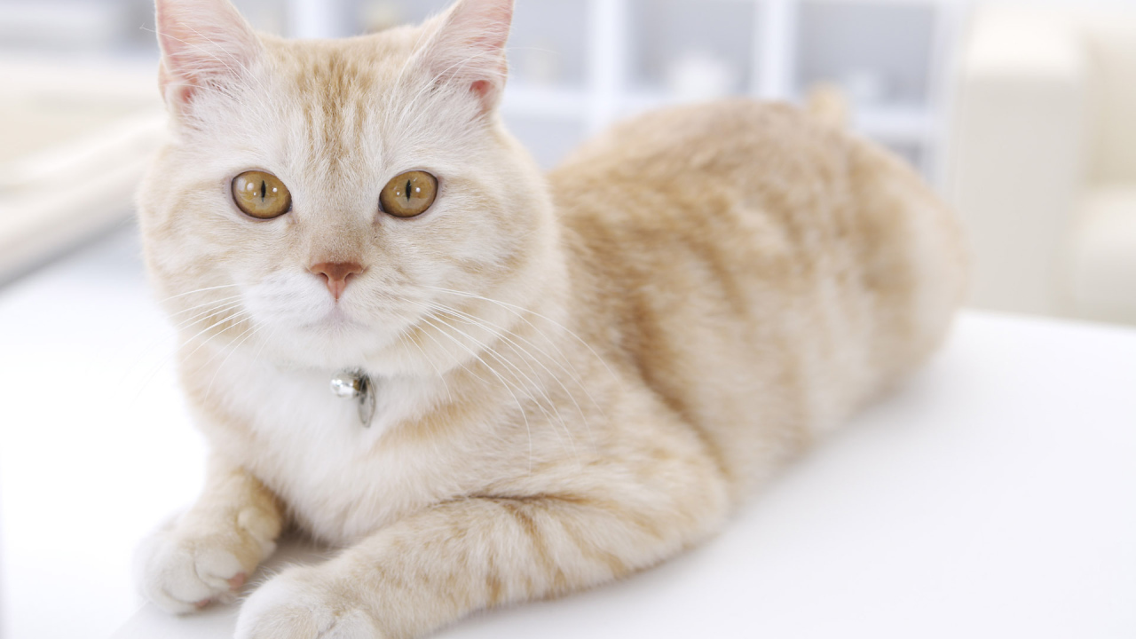 Кошка с кулоном