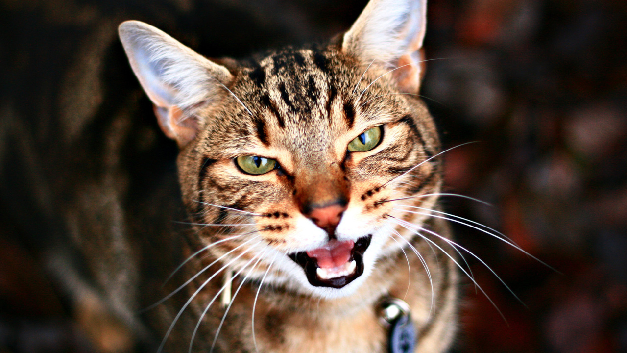 Кариглазый кот