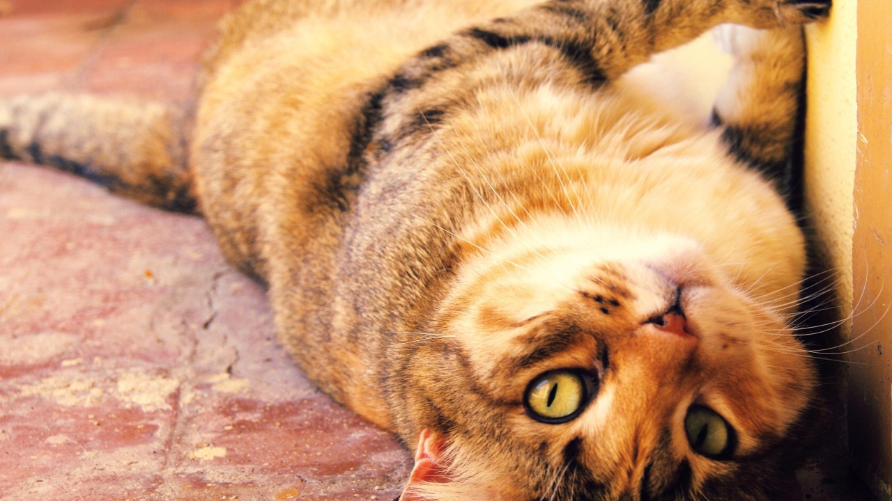 Толстый кот