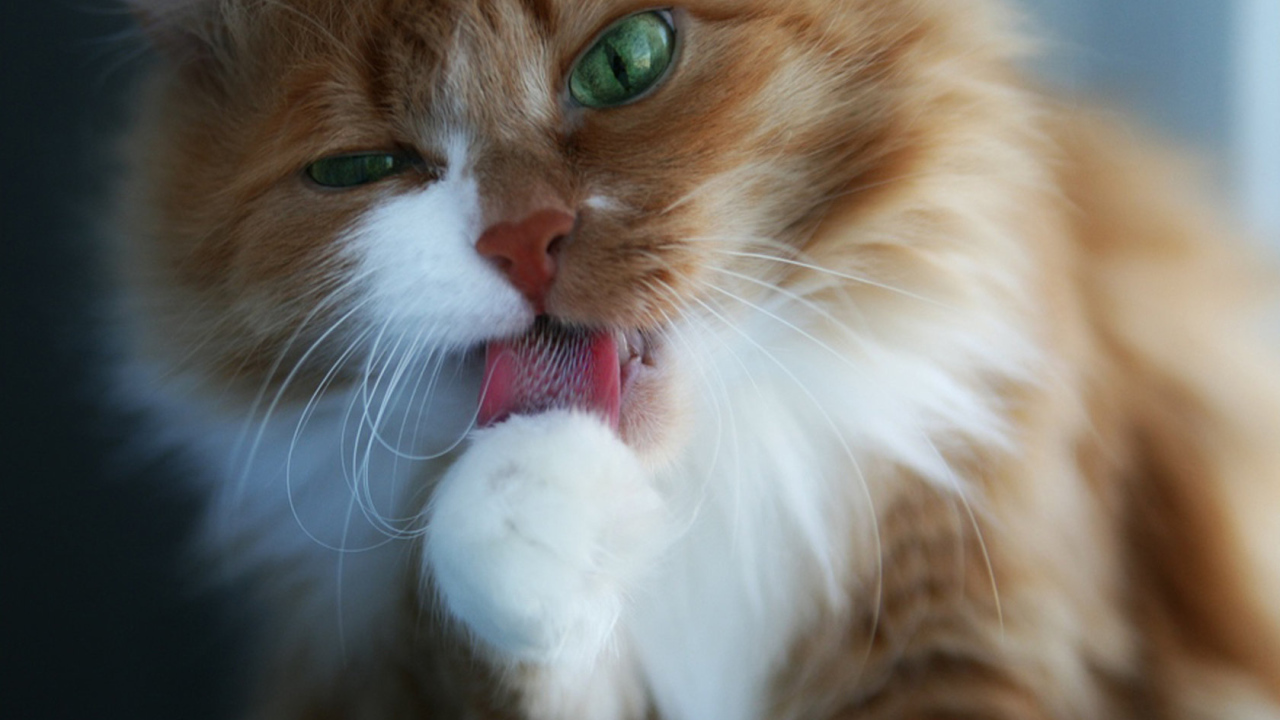 Пушистая кошечка