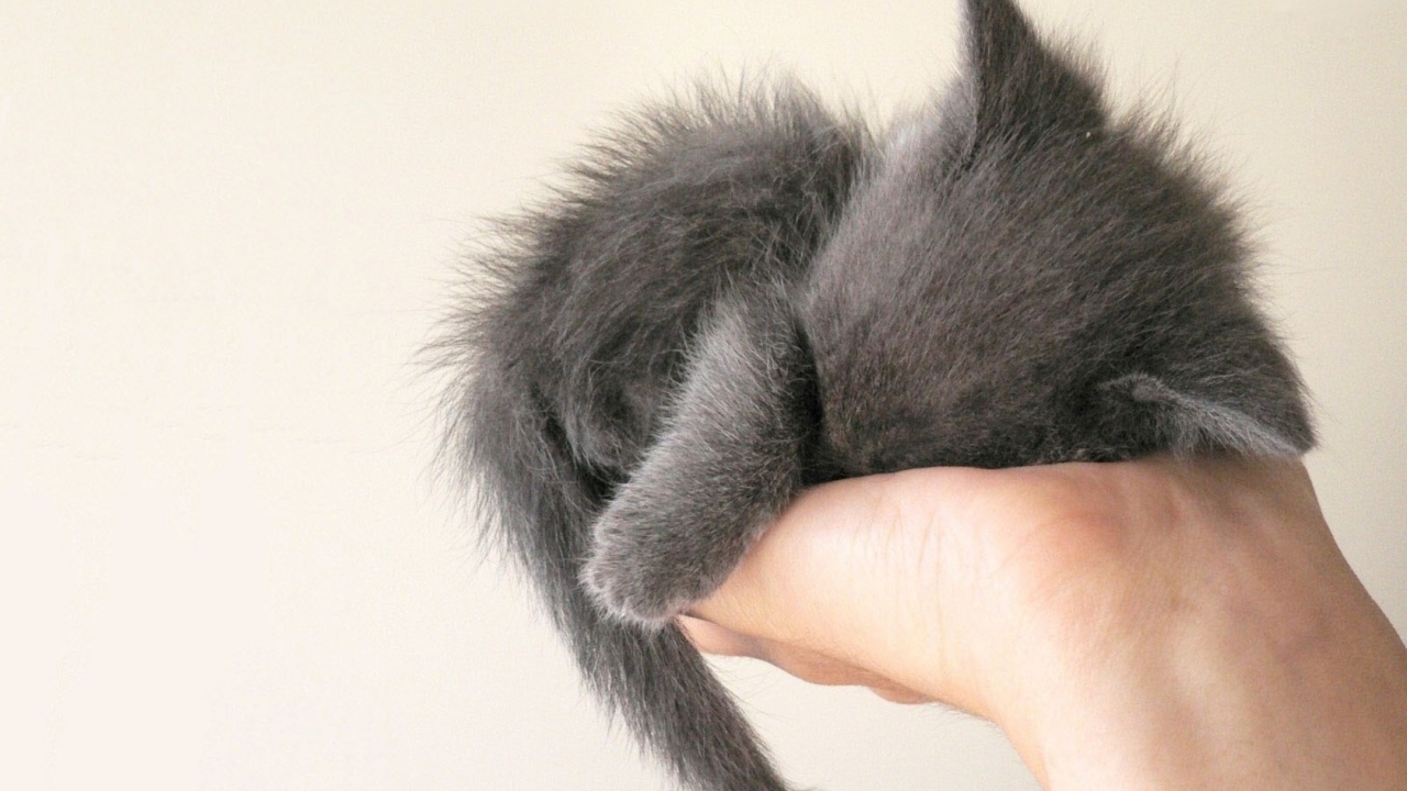 Серый котенок