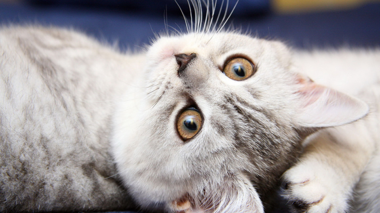 Симпатичная мордашка