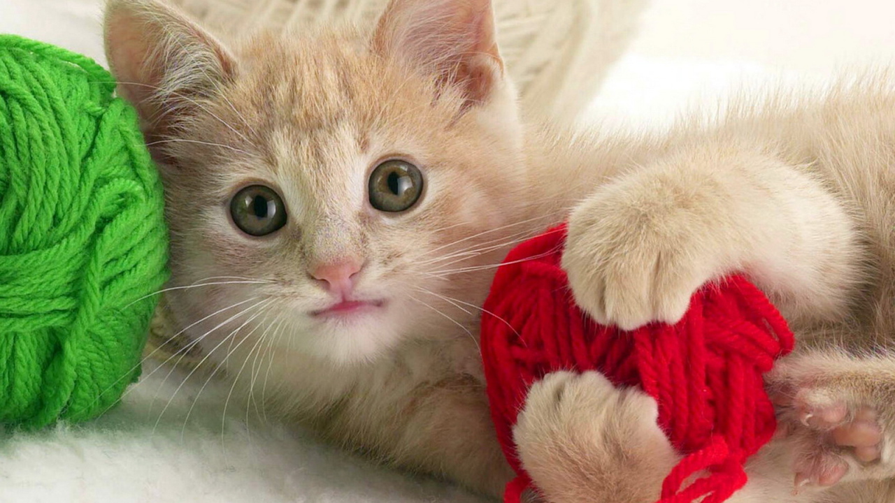 Играющий котенок