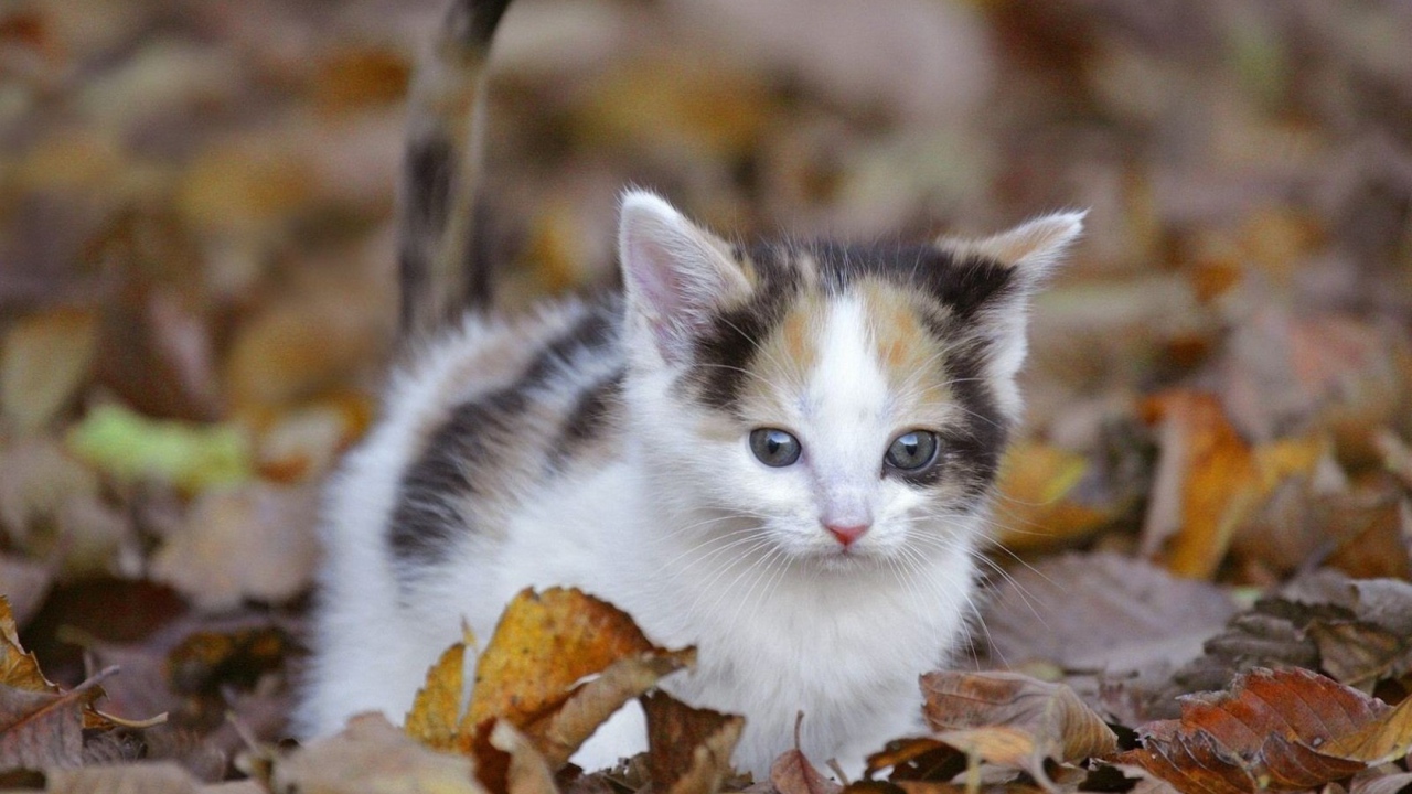 Киса среди листьев