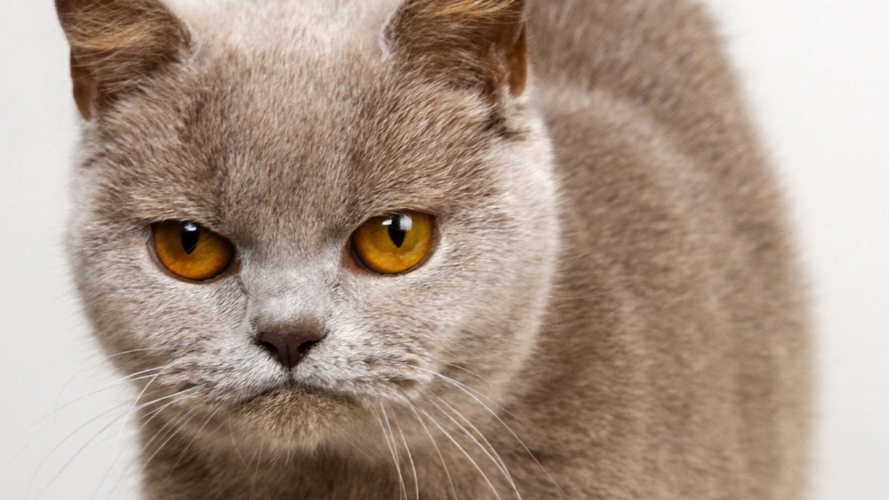 Унылый котик