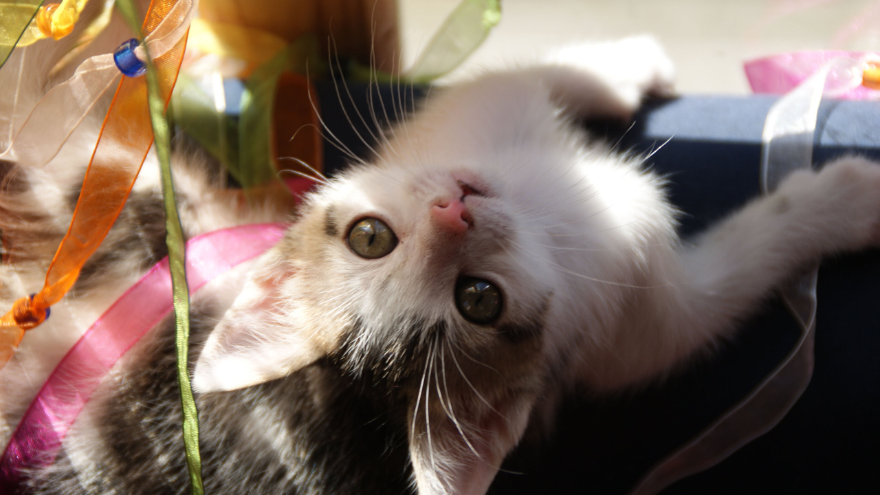 Маленькая киса