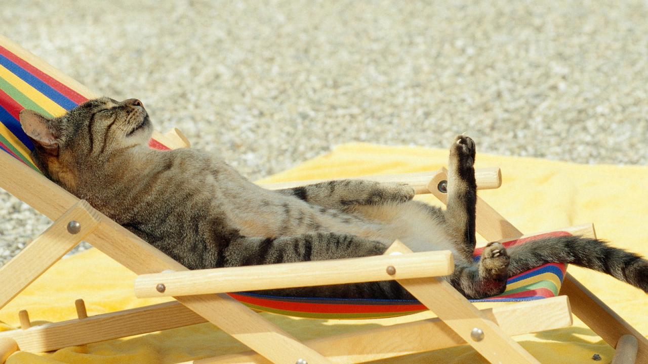 Загорающий кот