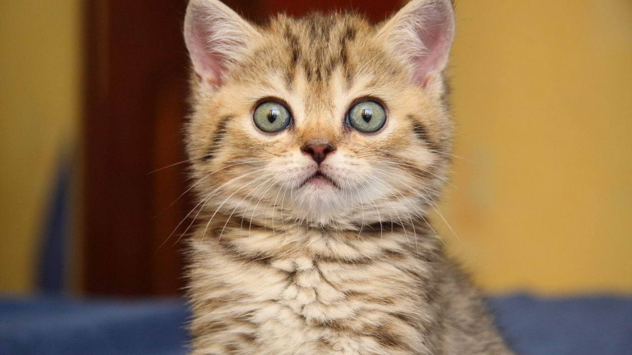 Удивленный котенок