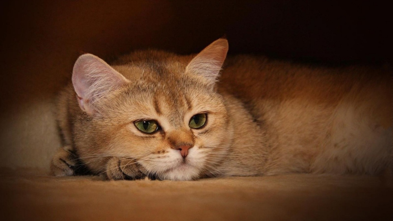 Задумчивый кот