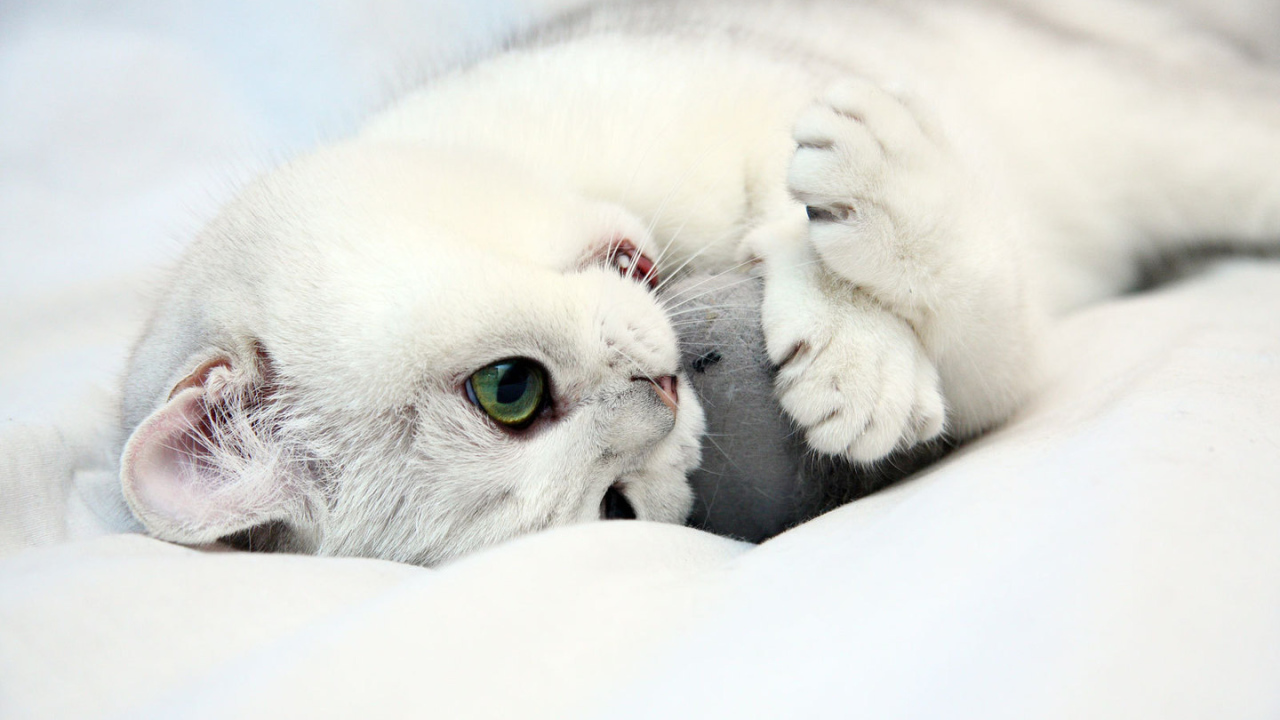 Белый котенок