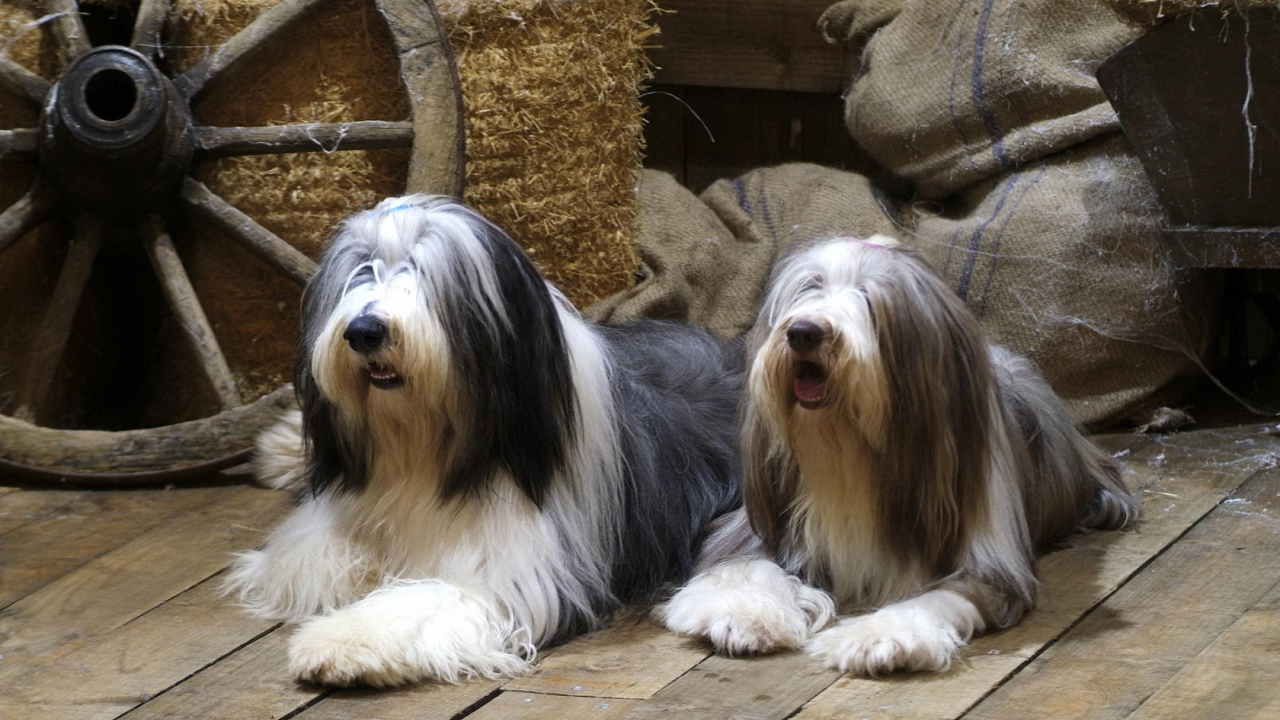 Бородатые колли