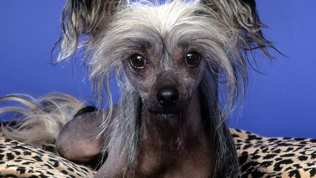 Китайская хохлатая собачка