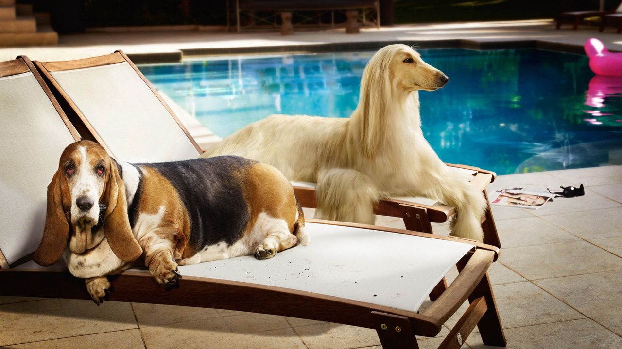 Couple of dogs on plank beds