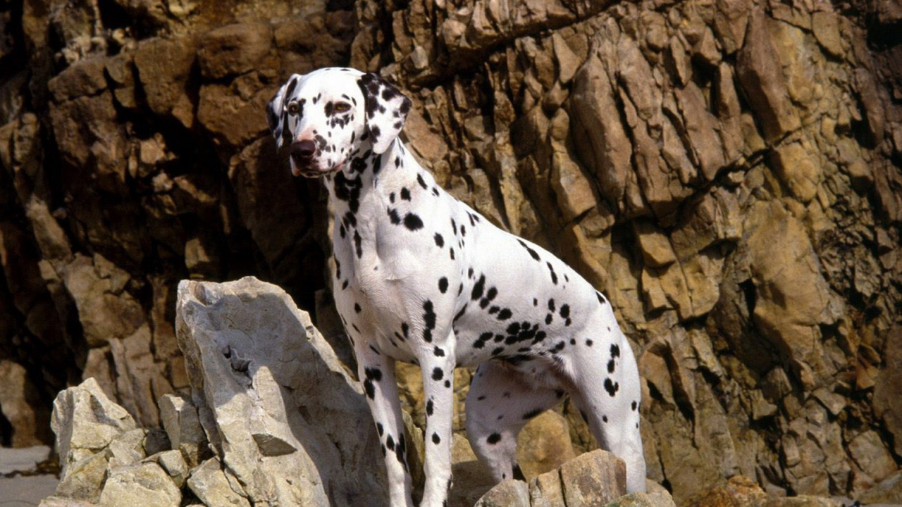 Далматинец