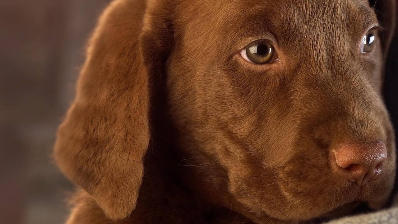 Собачья мордашка