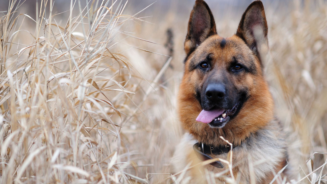 German Shepherd dog in the grass