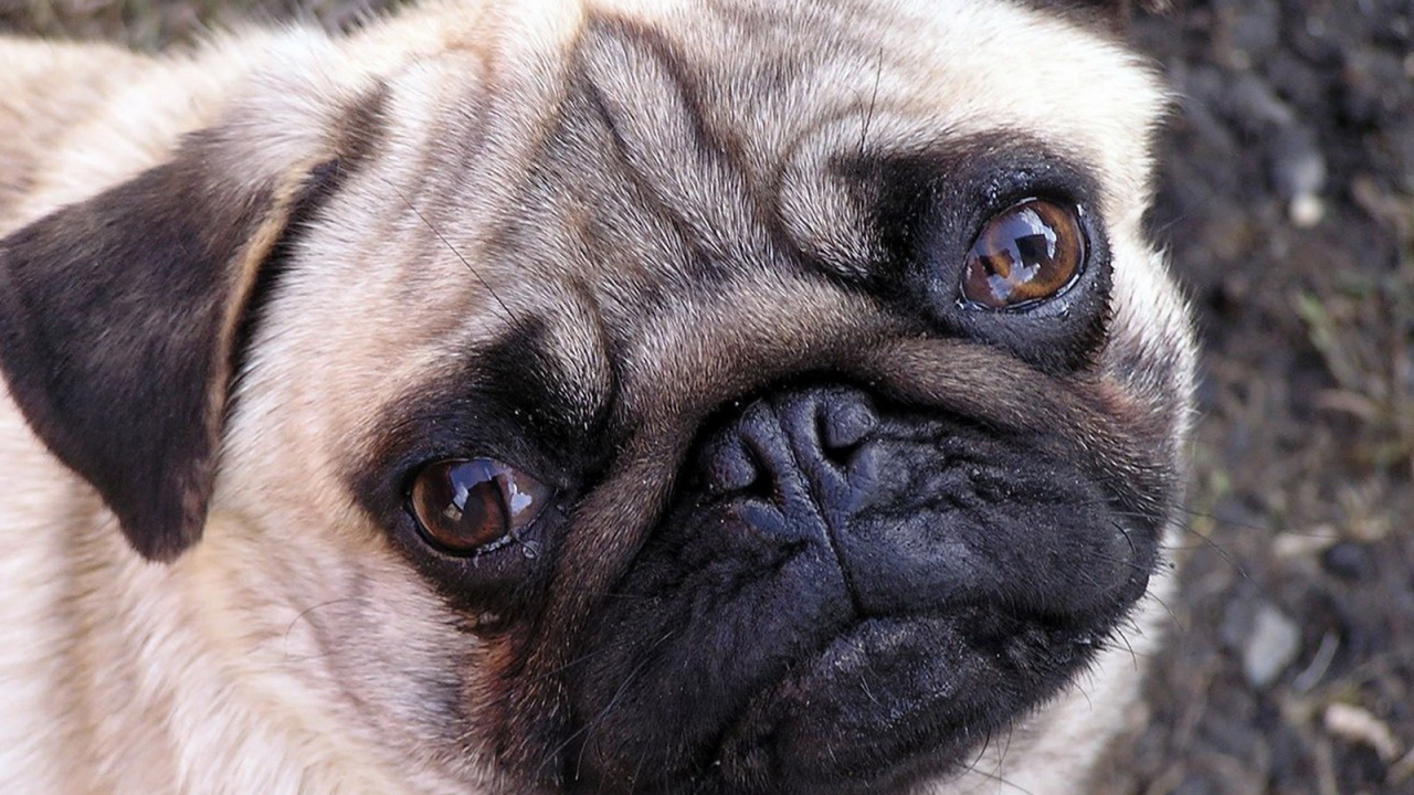 Мордашка мопса