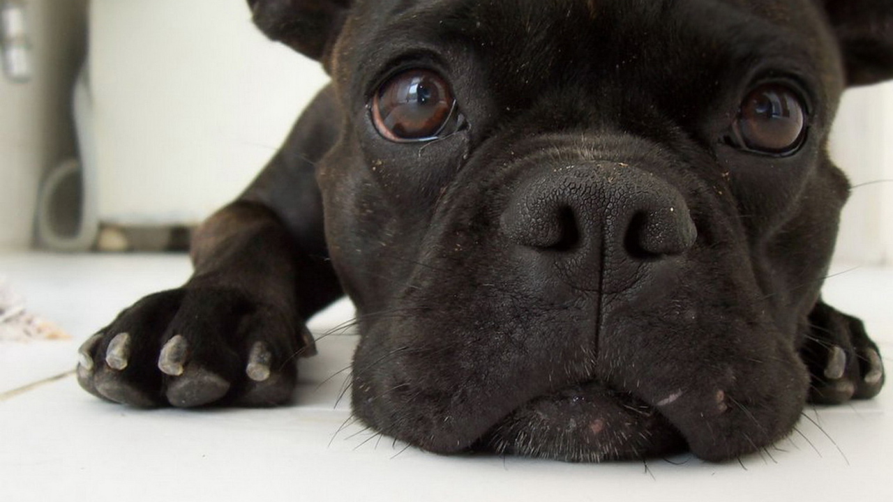 Симпатичная мордашка