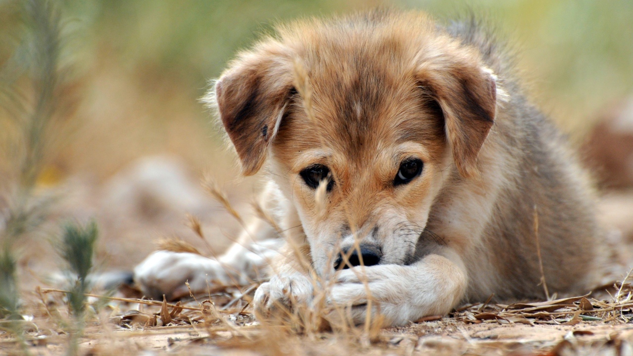 Щенячий взгляд