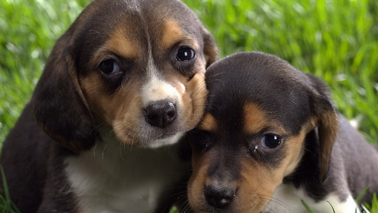 Маленькие бигли