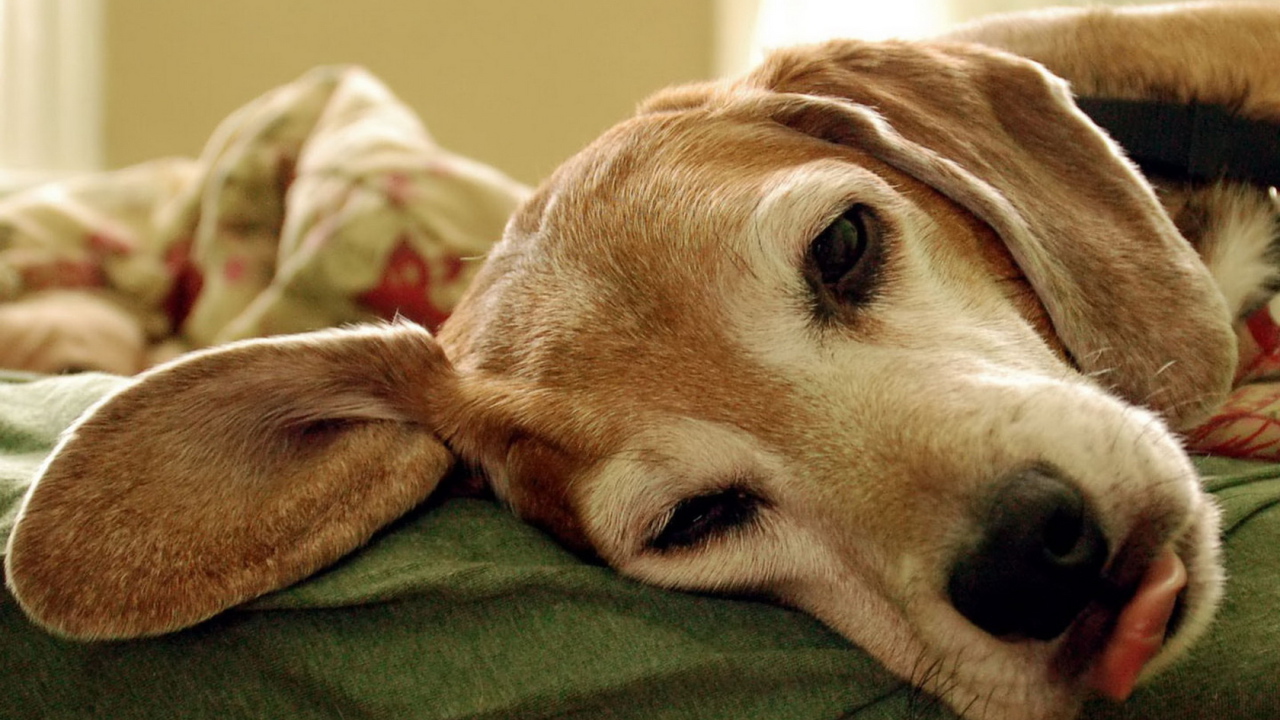 Уставший пес