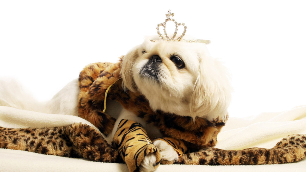 Маленькая принцесса