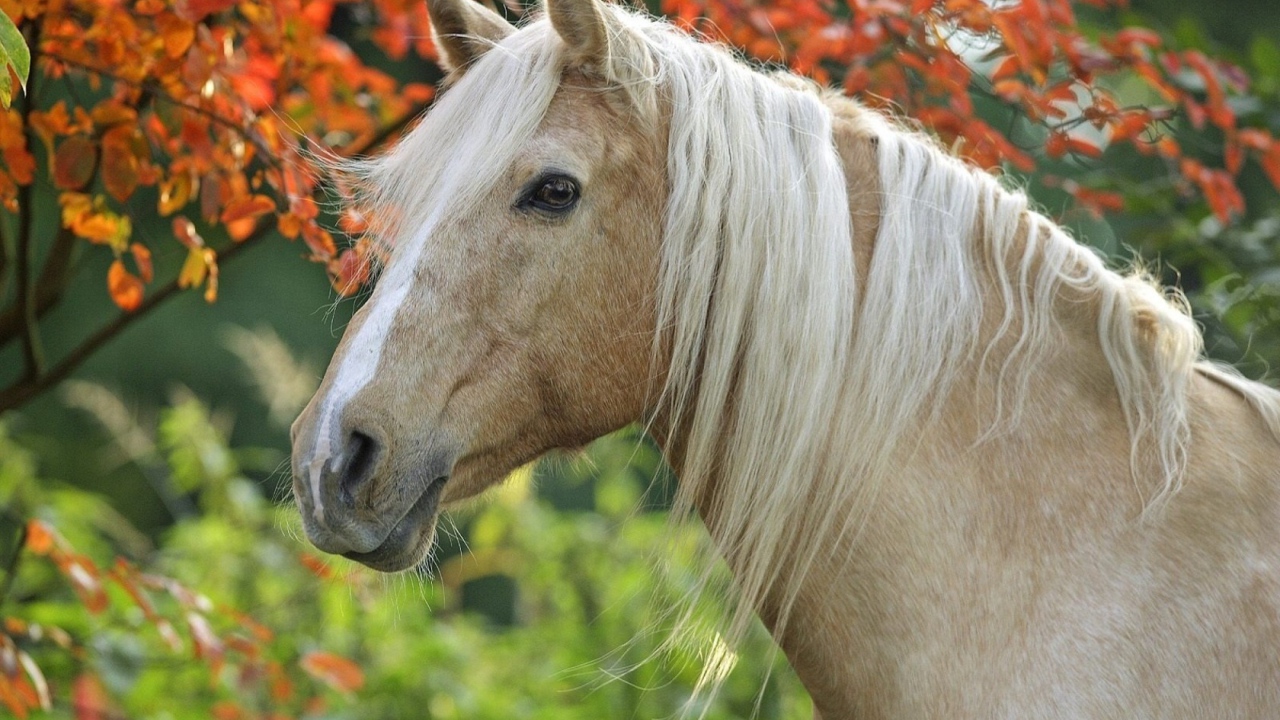 Грациозная лошадь