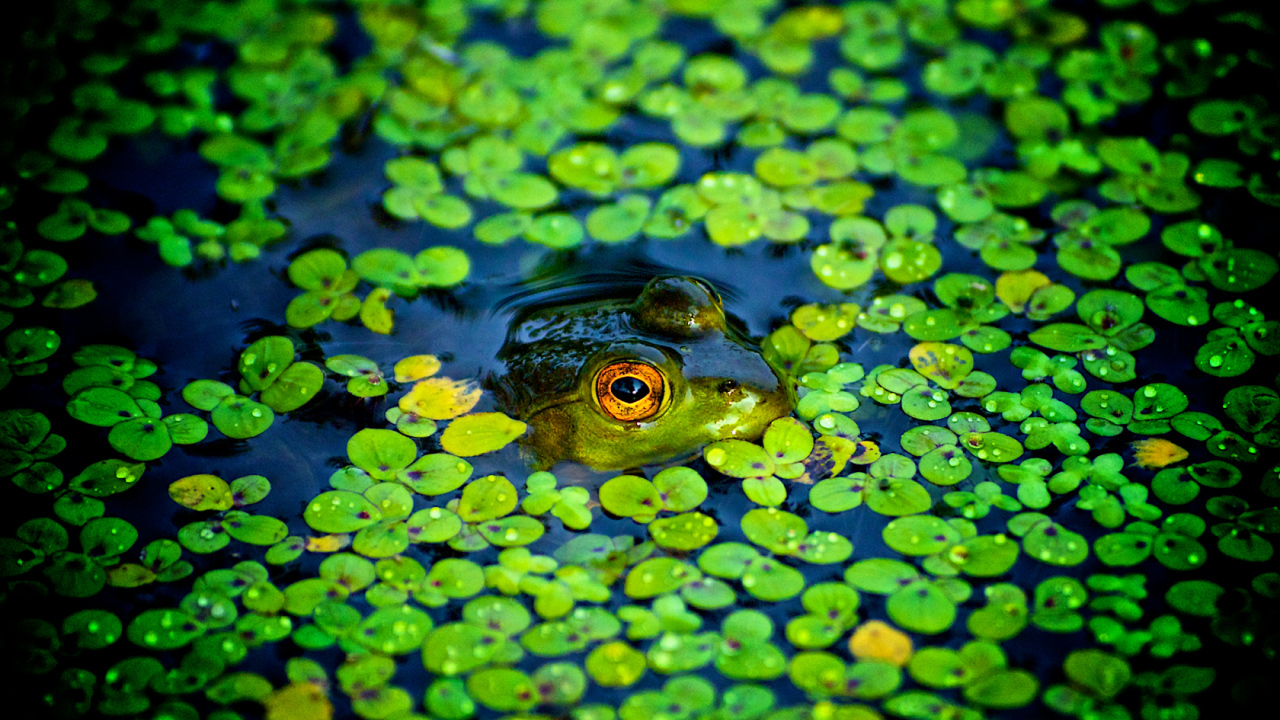 Зеленая лягушка в болоте