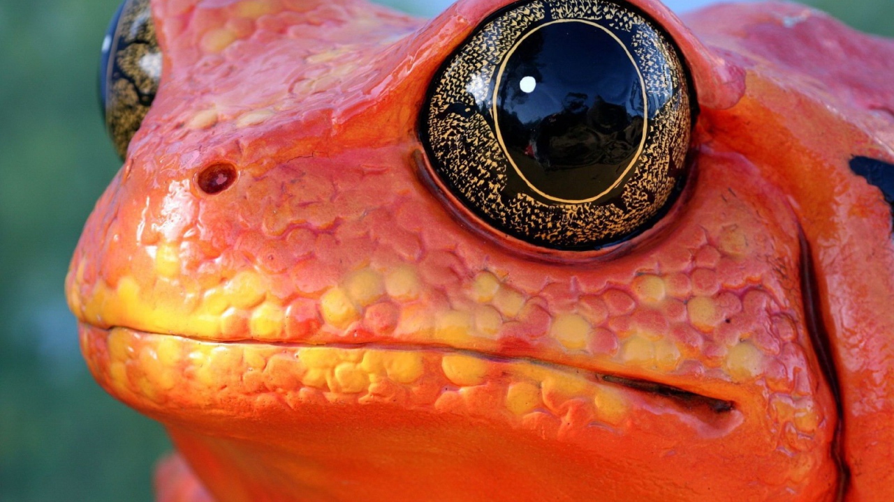 Красная лягушка