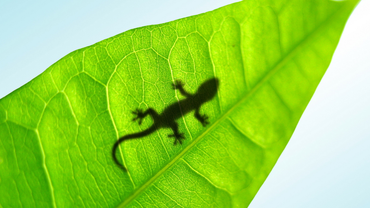 Маленькая ящерица на листке