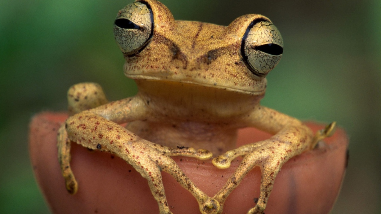 Древесная лягушка