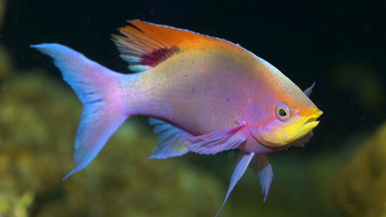 Красивая рыба