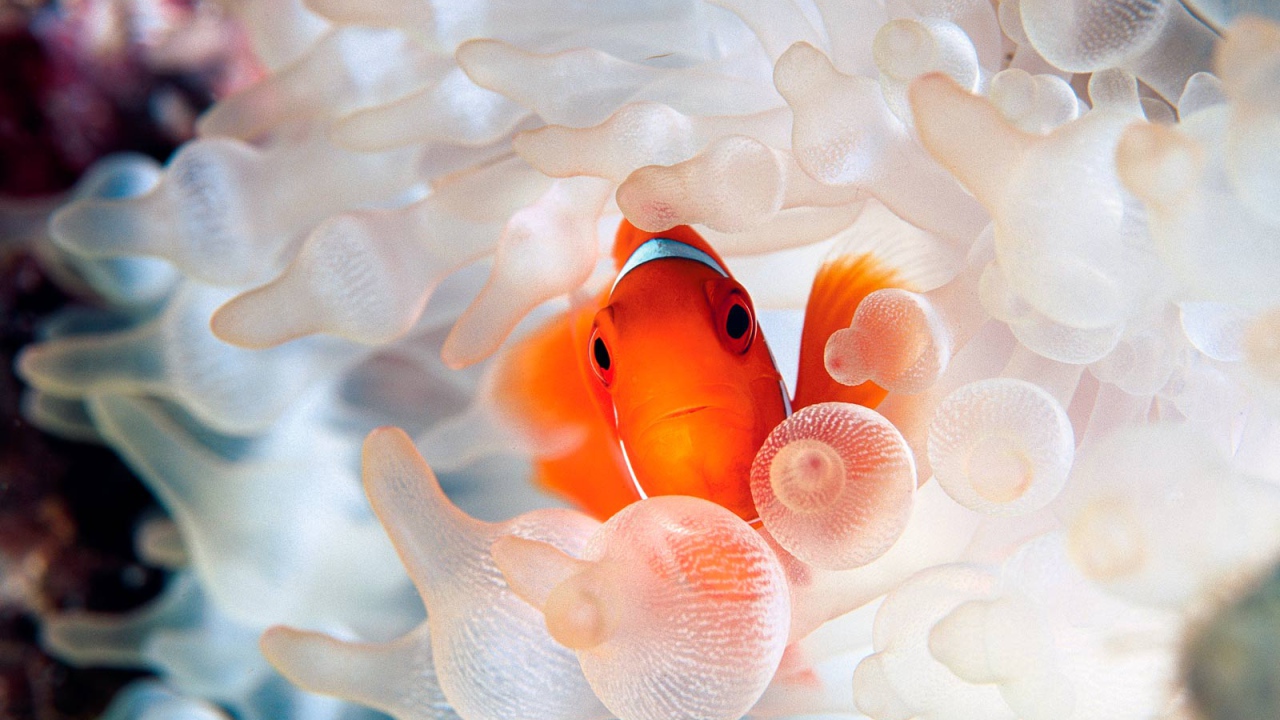 Коралловая рыбка