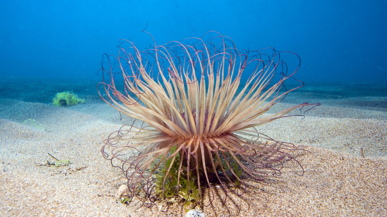 Обитатель морского дна